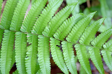 Beautyful leaf of fern is closeup background