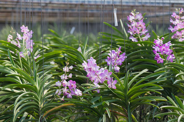 orchids purple Is considered the queen of flowers in Thailand