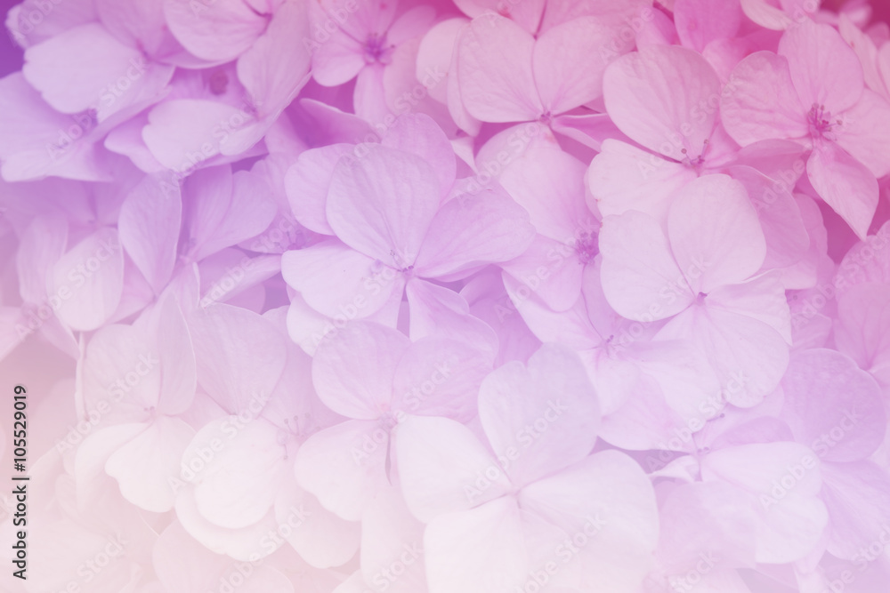 Poster hydrangea flowers in soft color style for abstract background.