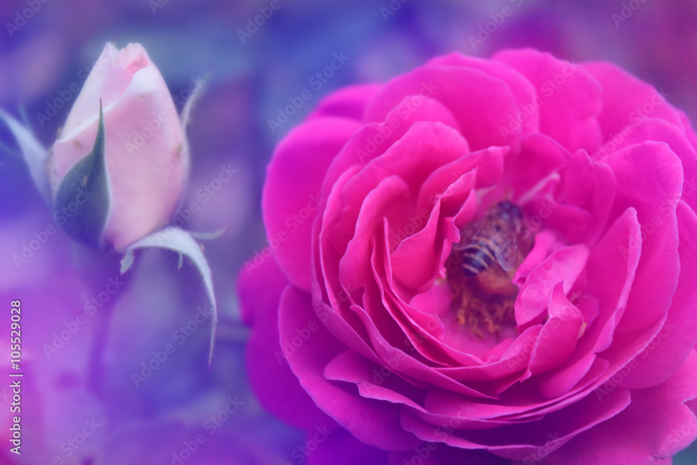 Poster rose in soft color style for abstract background.