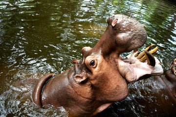 Body Hippopotamus Hippo Giant in chiangmai zoo thailand