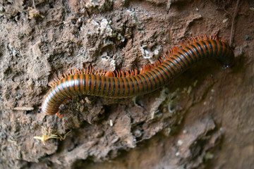 close up of the millipede on weathered timber