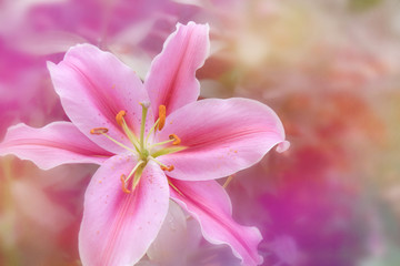 Pink lily in soft color style for Abstract background.