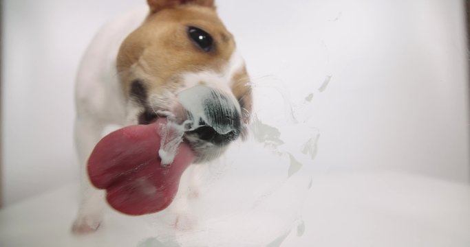 Jack Russell dog licking screen 4k