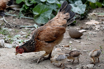 Way of Life Mother hens and little baby chick