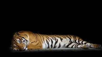 Photo sur Aluminium Tigre Close up face tiger isolé sur fond noir