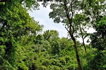 Fototapeta na wymiar forest trees. nature green in PhayaoThailand