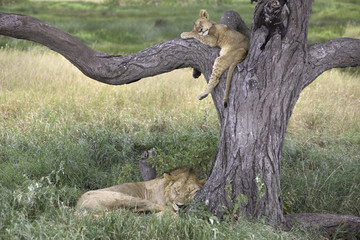 Portrait of wild african lion in its natural habitat