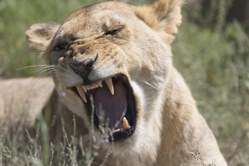 Fototapeta premium Portrait of wild african lion in its natural habitat