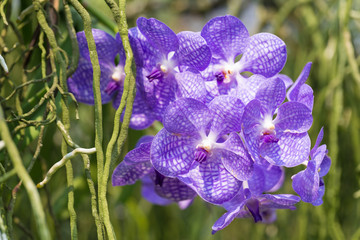 orchids purple Is considered the queen of flowers in Thailand