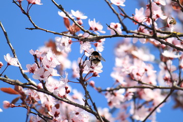 Hummel auf Kirschbaumzweig mit Büten