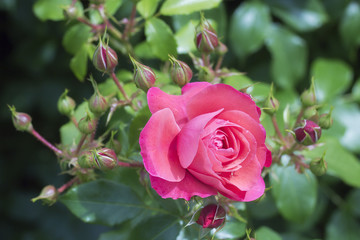 Pink roses blossoms