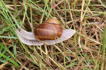 reptiles snails in the grass with a brown shell