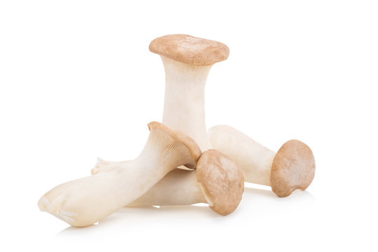 King Oyster mushroom (Eringi) on white backgroud.