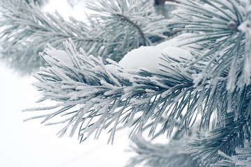 winter pine branch