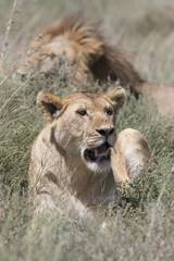 Obraz na płótnie Canvas Portrait of wild african lion in its natural habitat