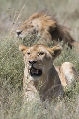 Portrait of wild african lion in its natural habitat