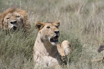 Fototapeta na wymiar Portrait of wild african lion in its natural habitat