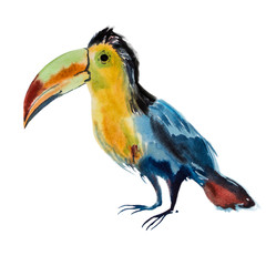 Watercolor toucan bird © ariydesign