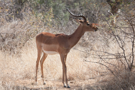 Impala at Mokolodi Nature Reserve
