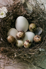 Obraz premium Quail eggs in a nest on wooden background