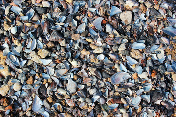 Wet sea shells and small pebbles on a beach
