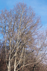 Branches of trees against the blue sky