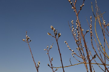 Пушистые почки на кустах