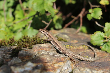 "Common Wall Lizard"(or European wall lizard) (Podarcis muralis) is basking in the sun in Innsbruck, Austria. It can grow to about 20 cm (7.9 in) in total length.