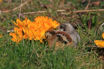 Green-legged Partridge And Dominant Blue Chicks in the garden with crocuses.