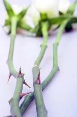 Obraz premium Thorns of a white rose