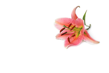 Lilie © Marty Kropp