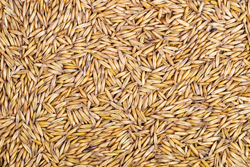 Crude closeup of oats