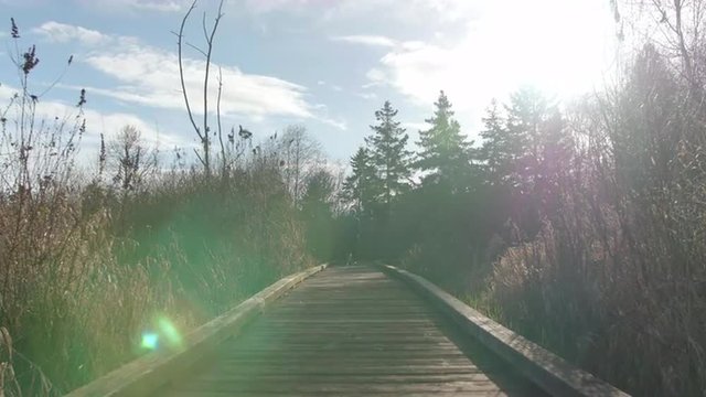 Sun Flare Down Nature Boardwalk with Male Jogger and Boston Terrier Dog