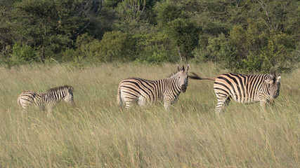 Naklejka premium Three Burchell zebras at Antelope Game Park in Zimbabwe