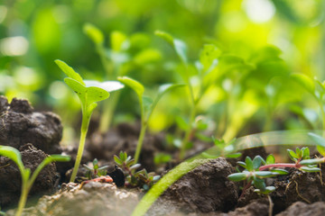 Small plant is growing