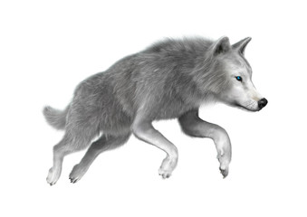 Polar Wolf on White