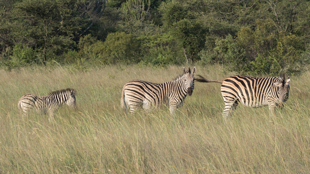 Three Burchell zebras at Antelope Game Park in Zimbabwe