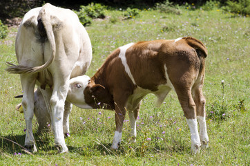 Naklejka na ściany i meble Cow suckling calf