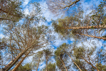 look up at the tops of pine trees, aimed at the blue sky with clouds in winter sunny day