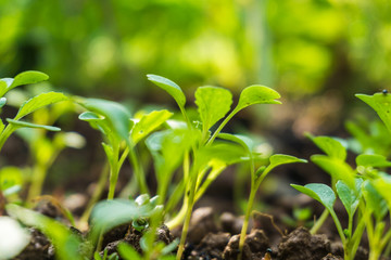 Young sprout on pile of soil in the garden.