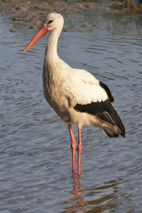 Cigüeña en laguna posando para la cámara
