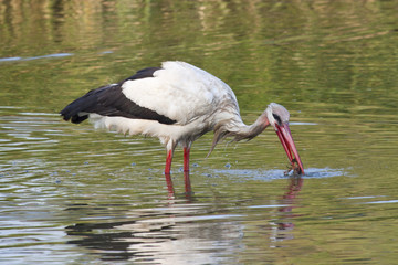 Cigüeña (ciconia ciconia) pescando 1 cangrejo de río en laguna