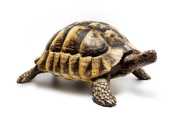 Obraz premium Schildkröte