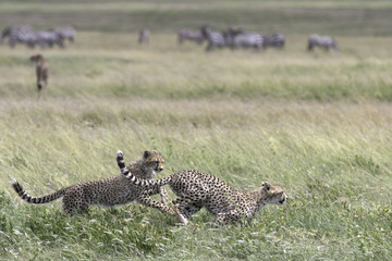 Portrait of wild cheetah in its natural habitat