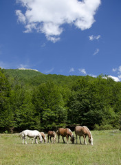 Free horses grazing
