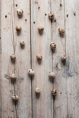 Quail eggs on wooden background
