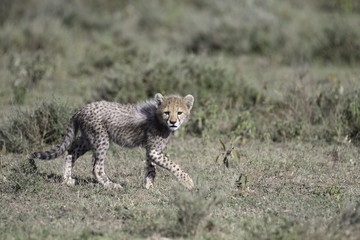 Portrait of wild cheetah in its natural habitat