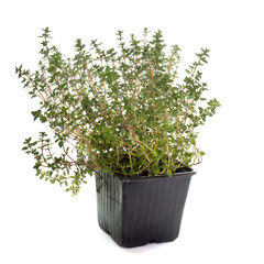 Lemon thyme in pot
