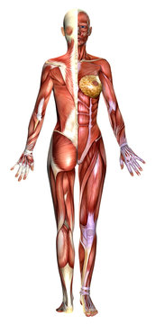 3D  female body anatomy